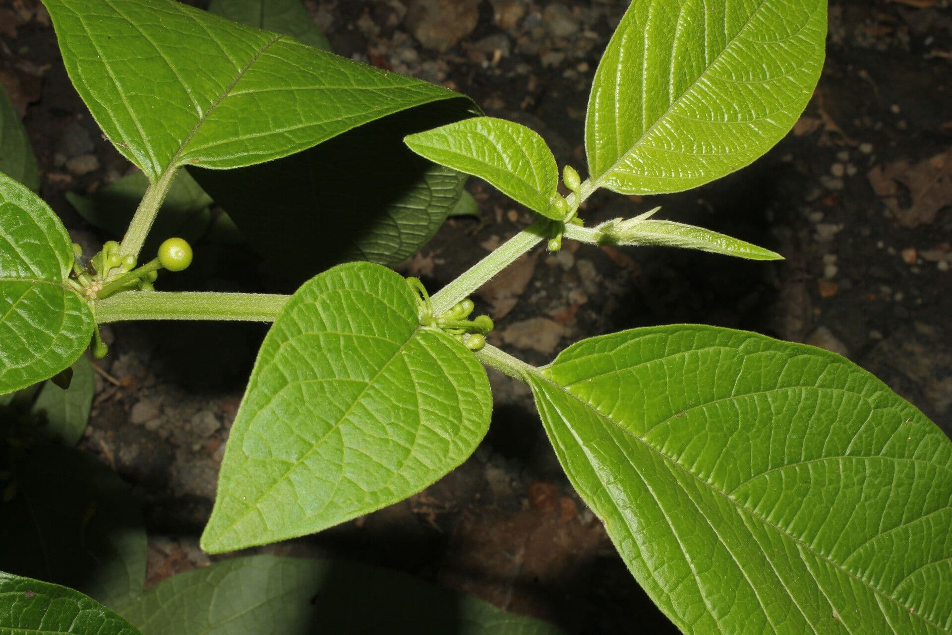 Witheringia 12