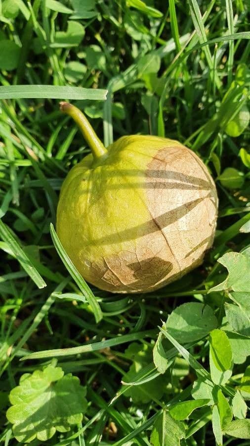 Moruše physalis 3