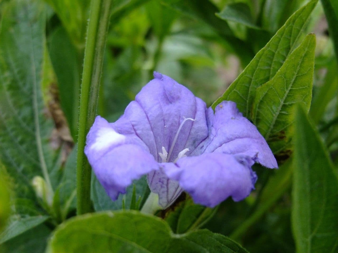 Ruellia geminiflora 4