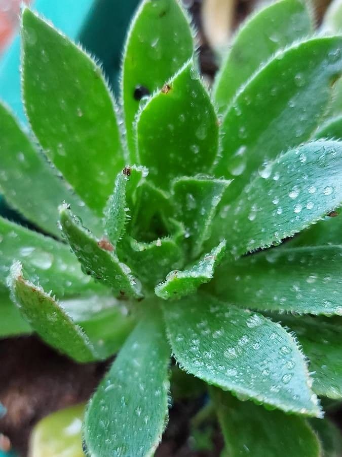 Aeonium simsii 13