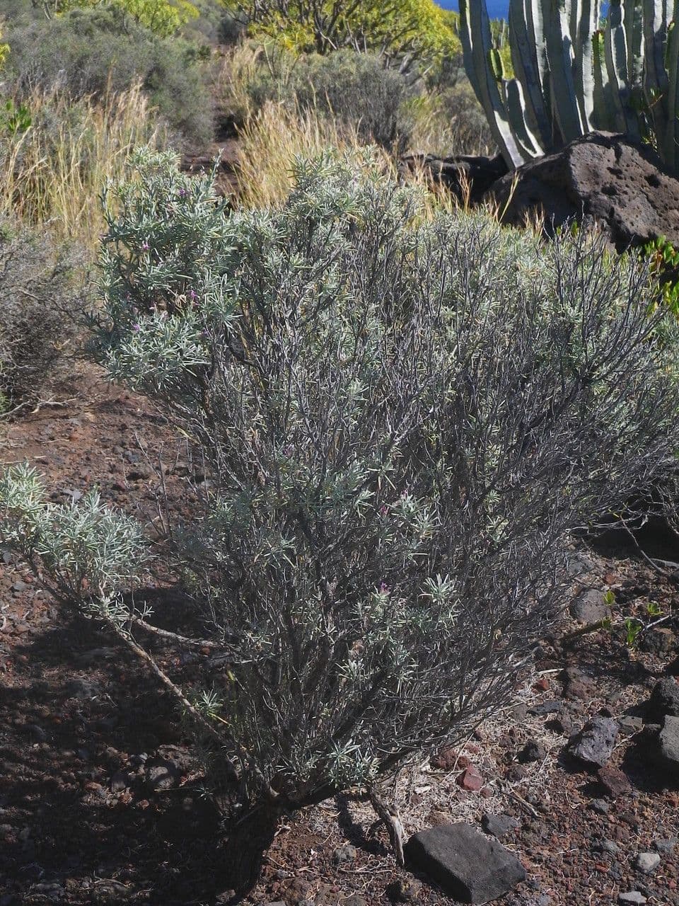 Parolinia 7