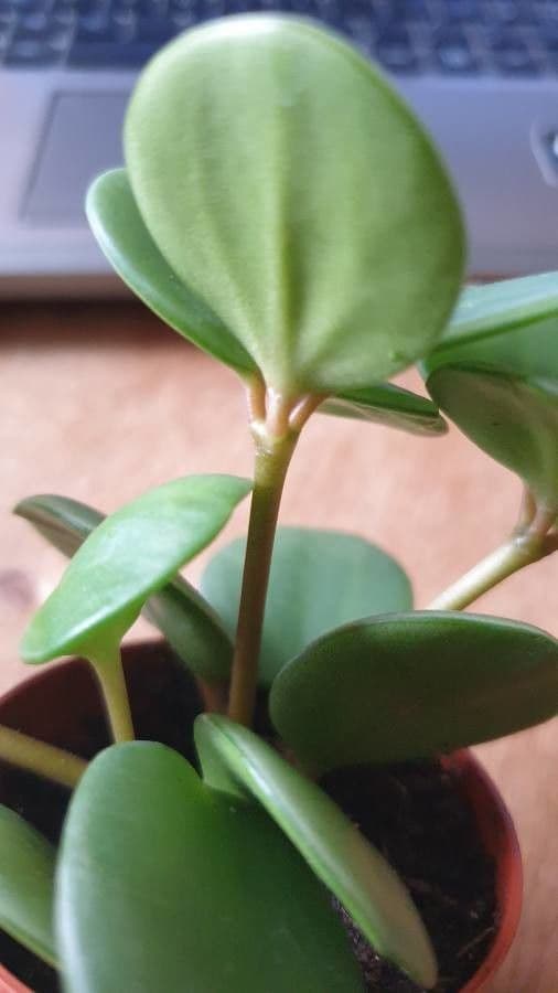 Peperomia 14