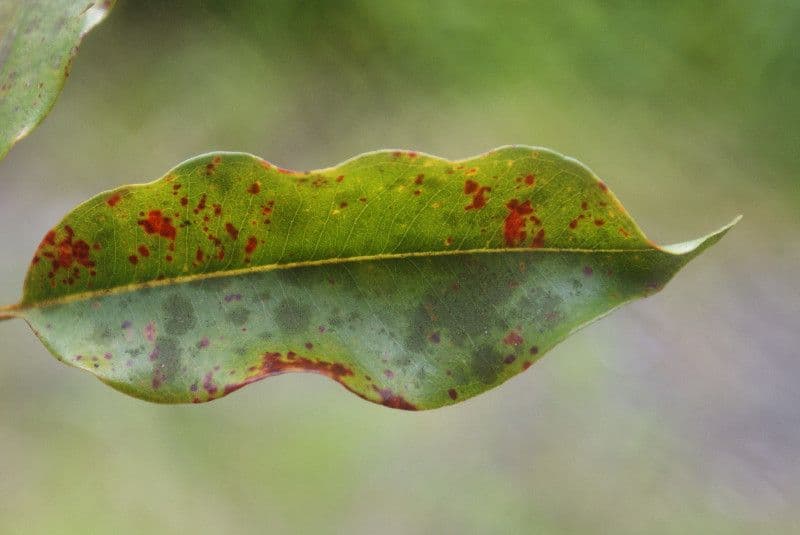 Syzygium 4