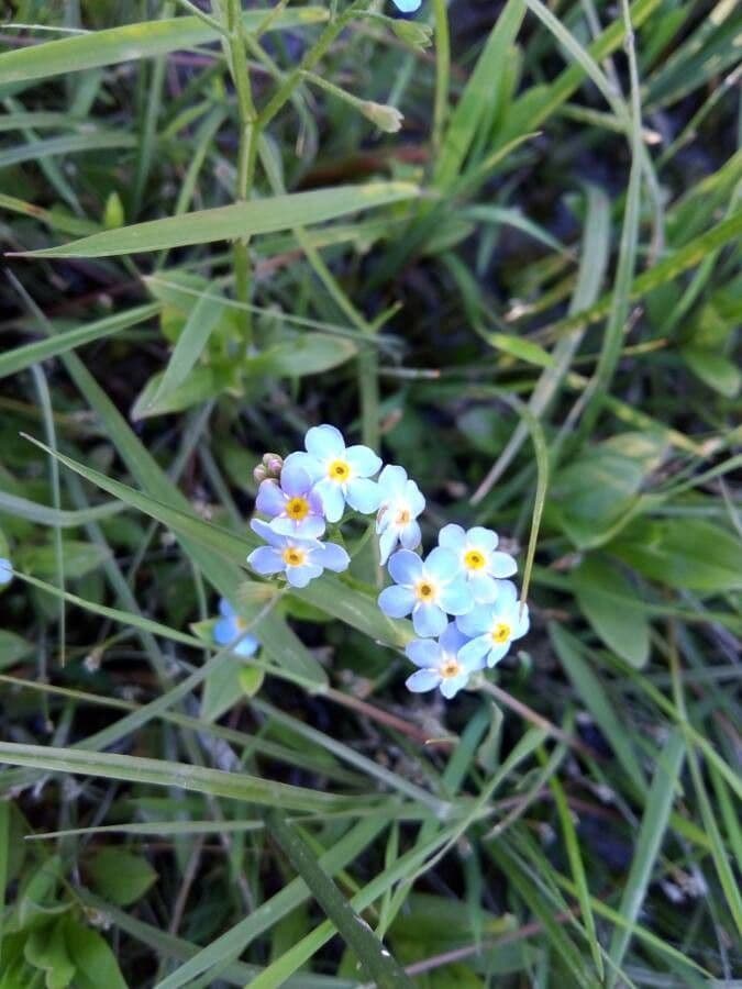 Miosotide delle selve 9