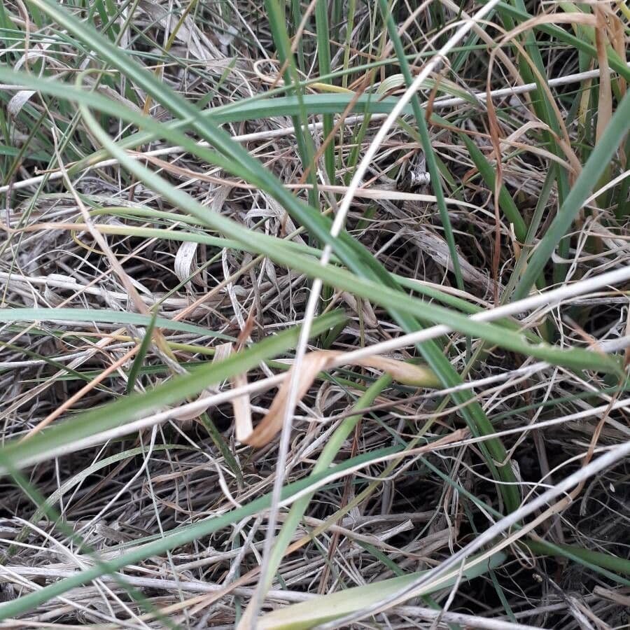 Aglio roseo 20