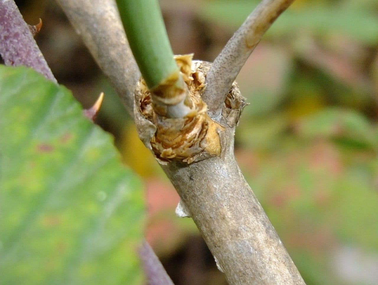 Doldiger Spargel 23