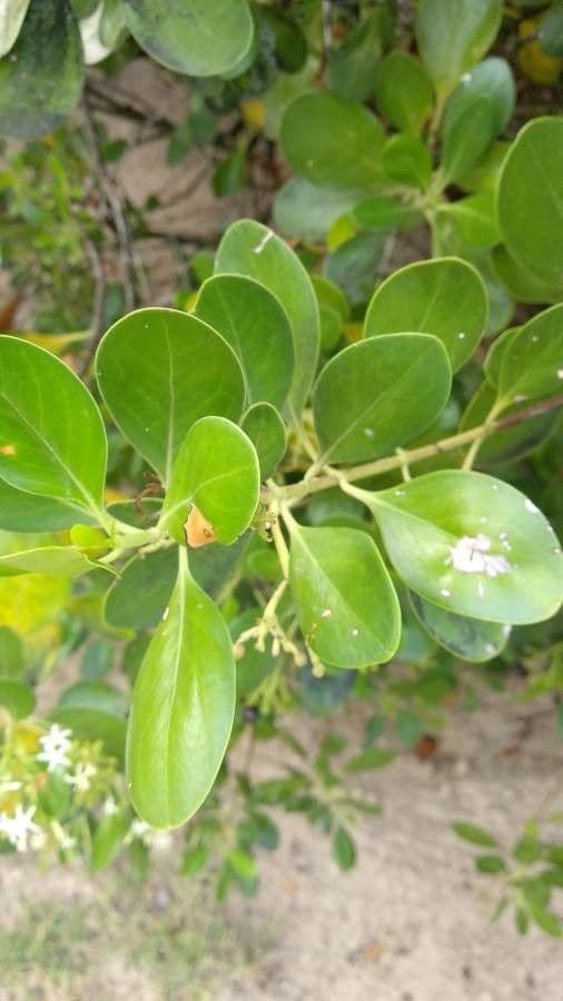 Erithalis fruticosa 16