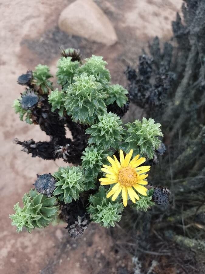 Haplopappus 3