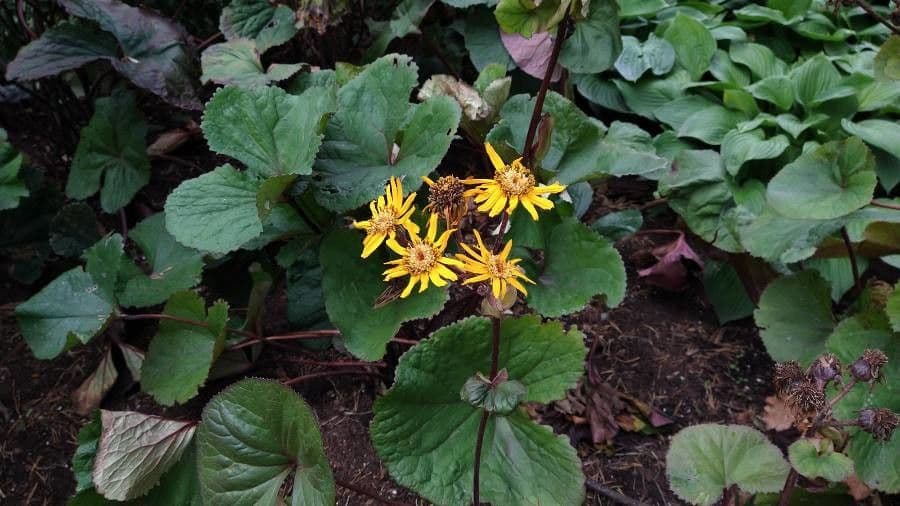 Ligularia dentata 9