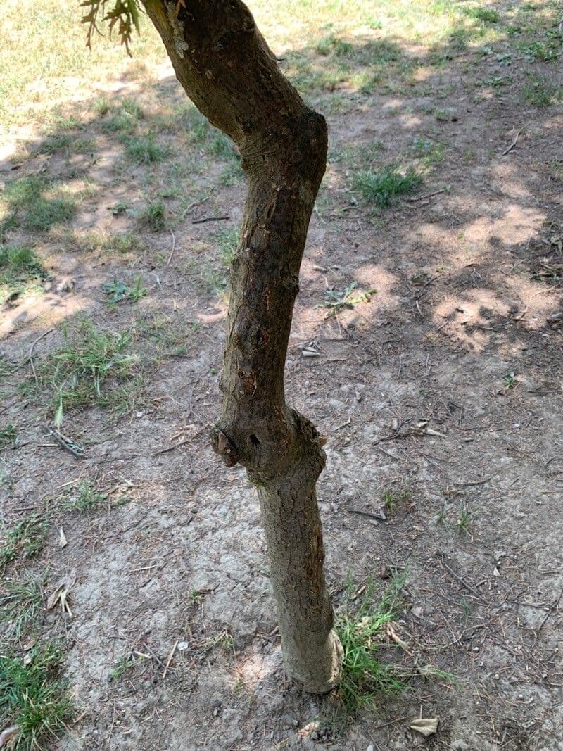 Aralia 22