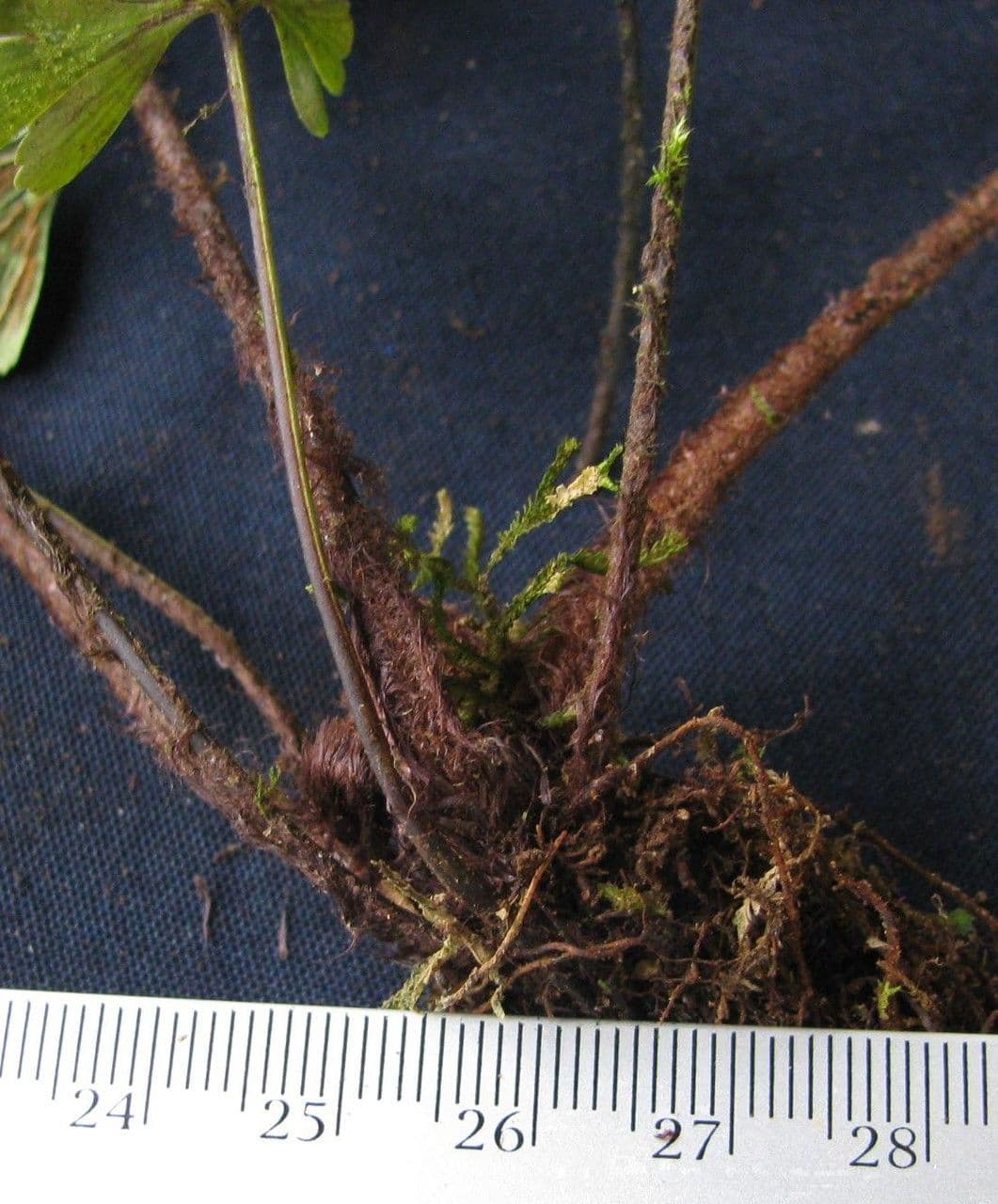 Asplenium praemorsum 9