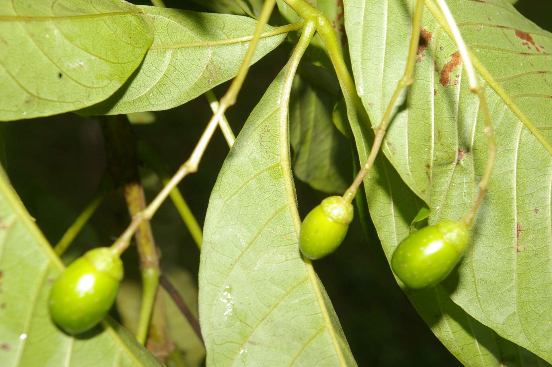 Vitex 4