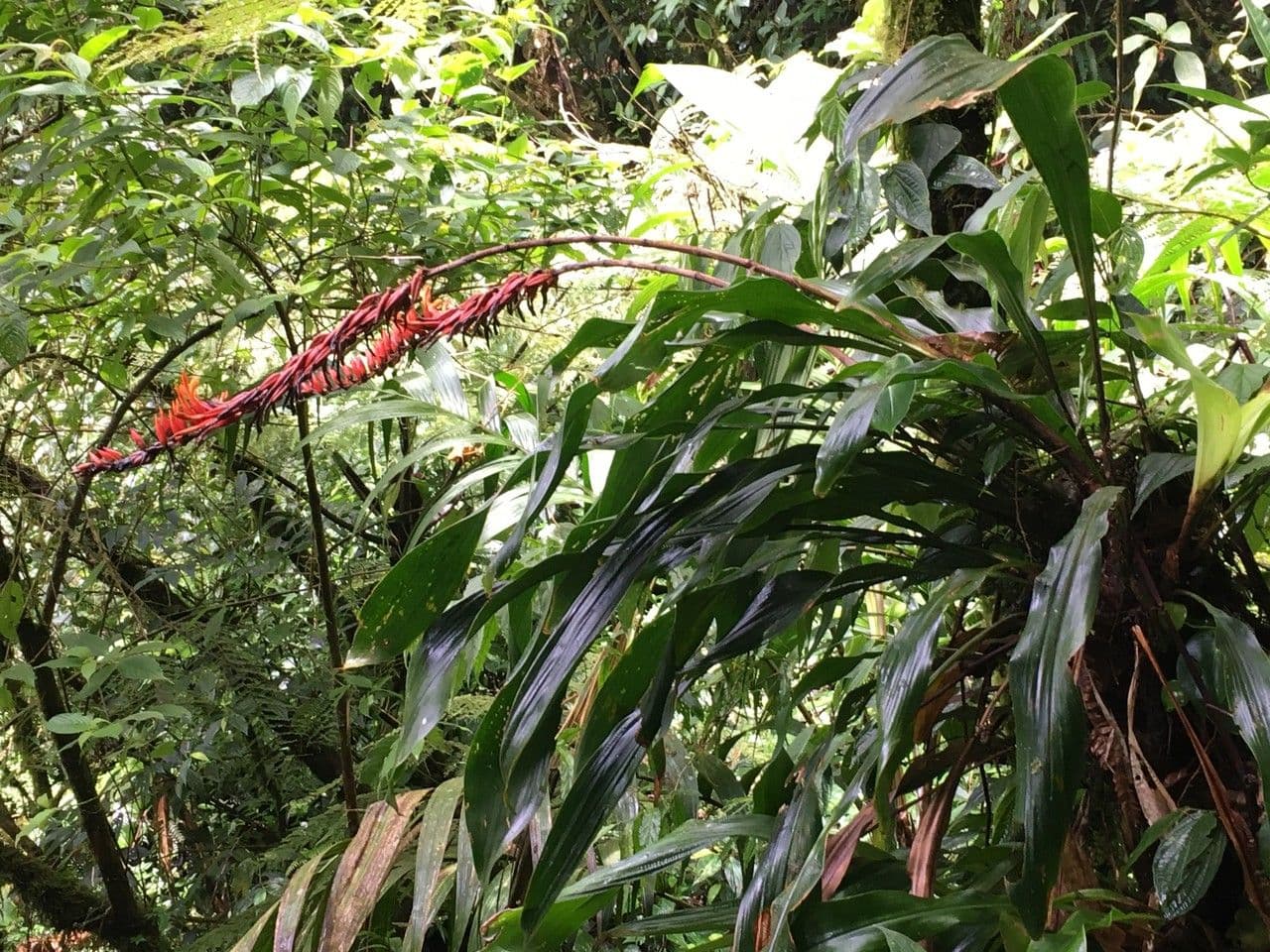 Pitcairnia 8