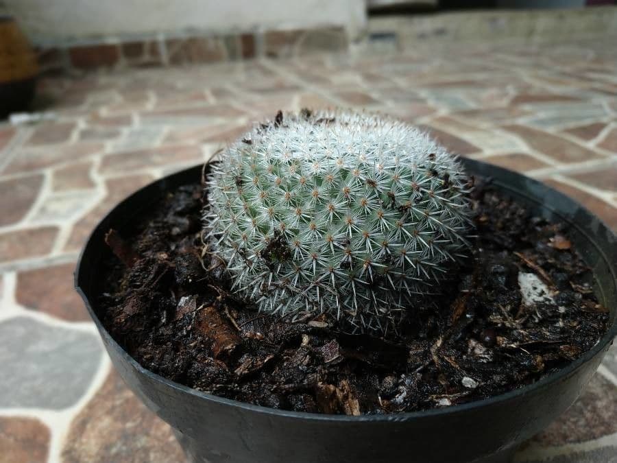 Cactus Mammillaria à queue de rat 8