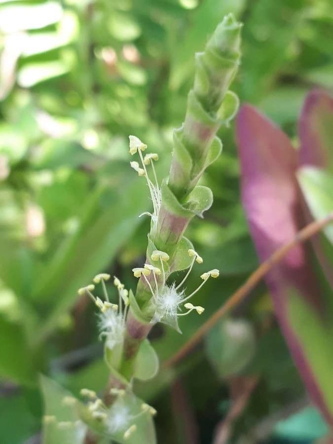 Callisia repens 5