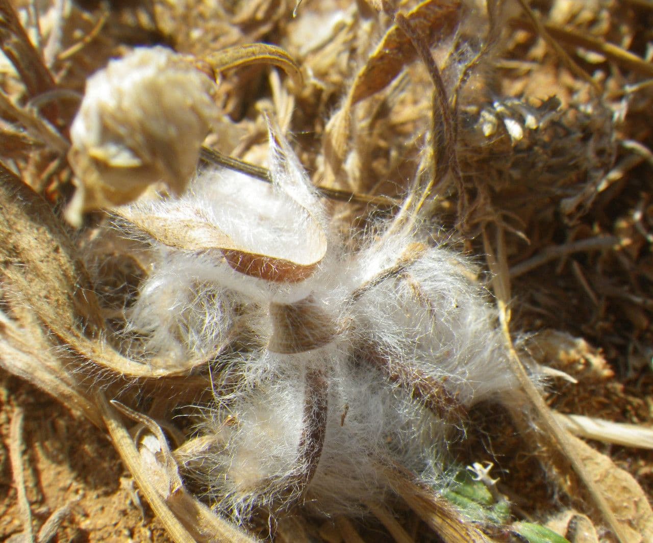Piantaggine squarrosa 2
