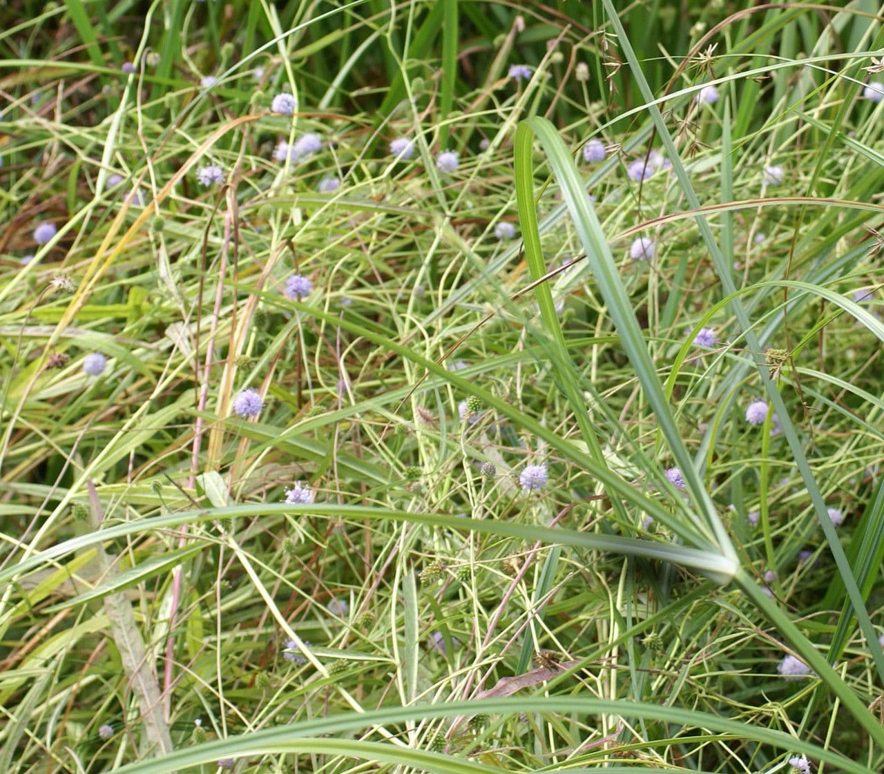 Succisella 12