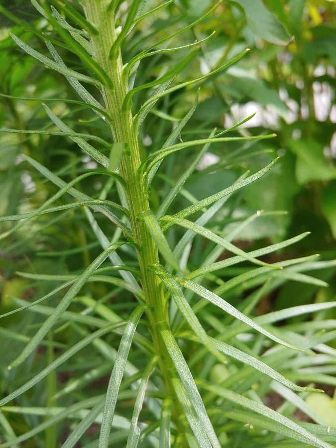 Liatris espigada 22