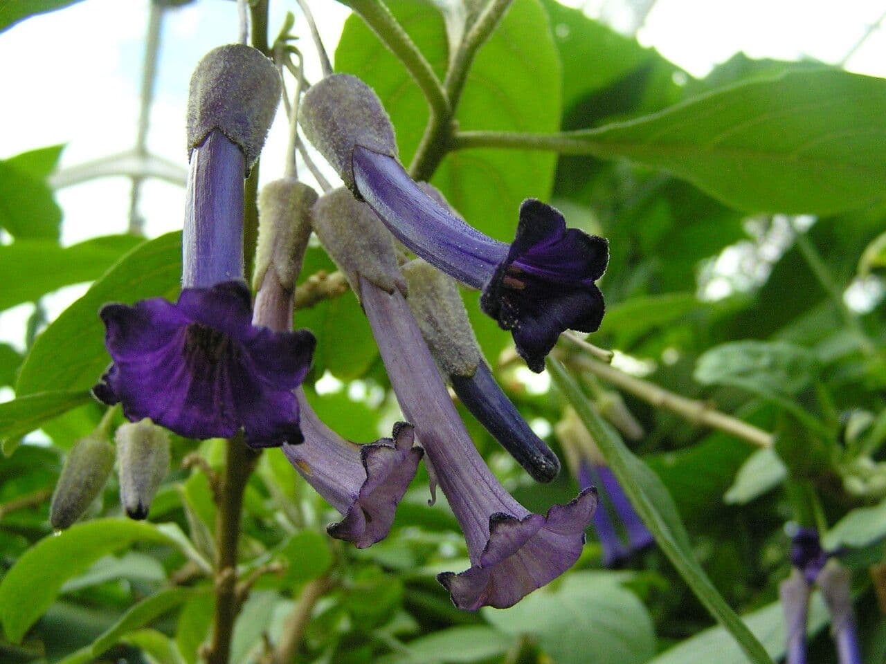 Iochroma