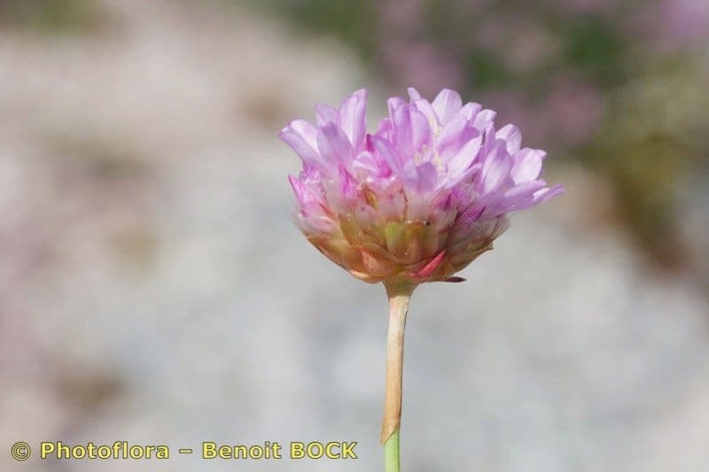 Armeria 4