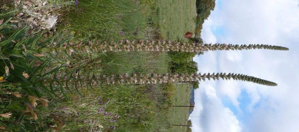 Echium 9