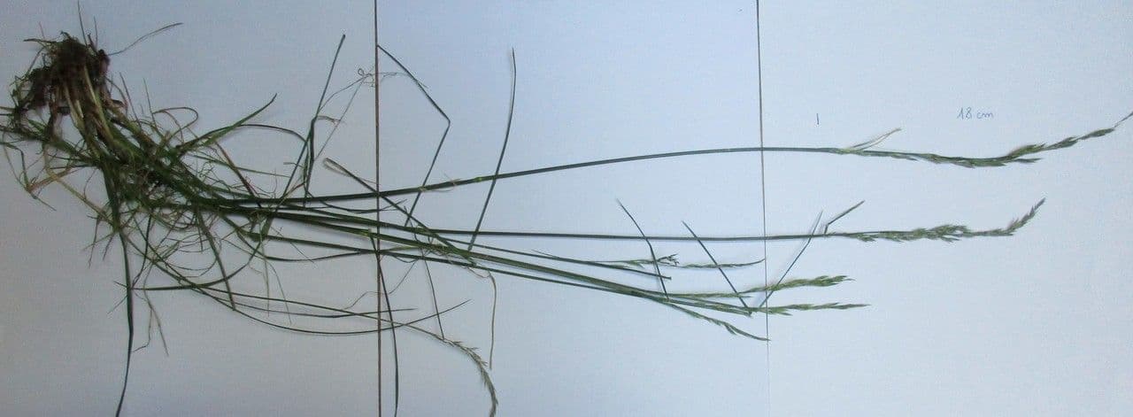 Festuca rossa 16