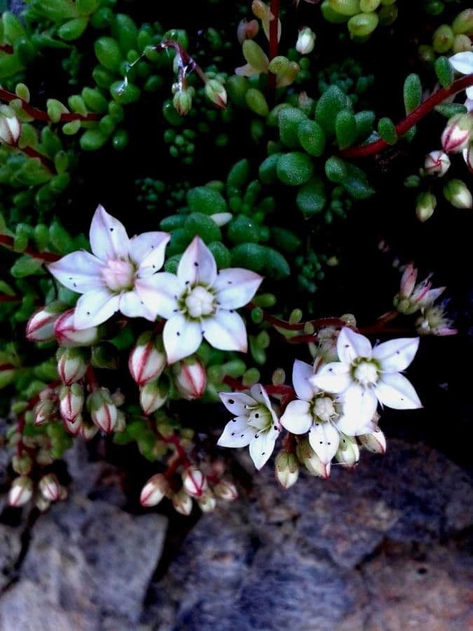 Sedum 9