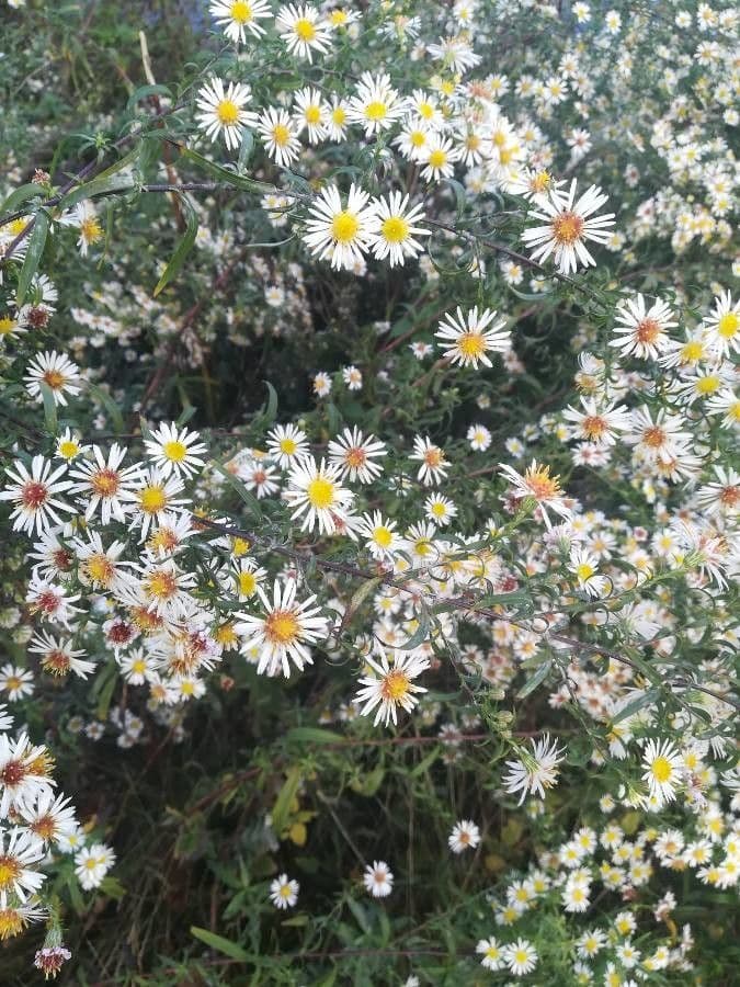 Heide-Herbst-Aster 2