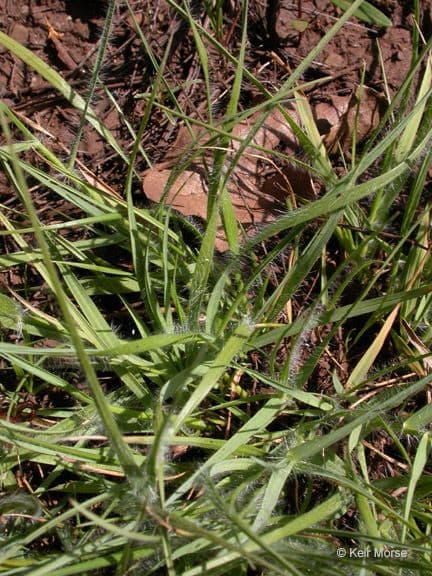 Avena della California 8