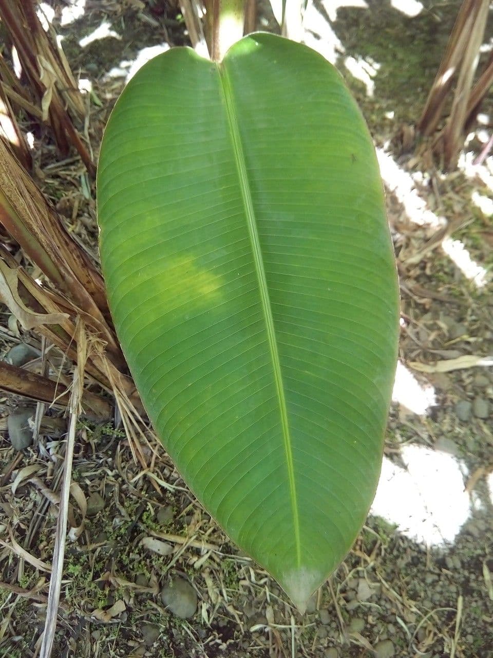 Heliconia eretta 18