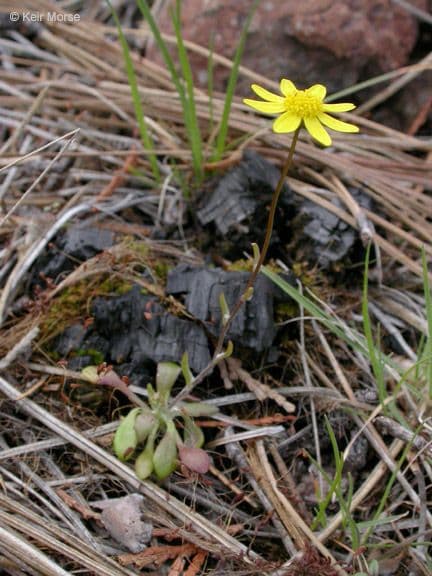Crocidium multicaule 10