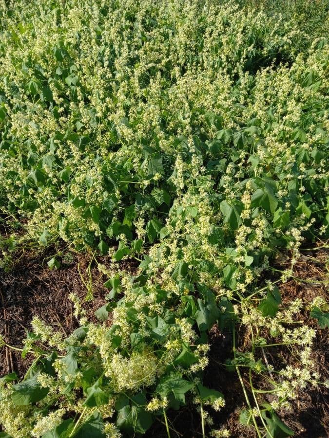Zucca spinosa 13