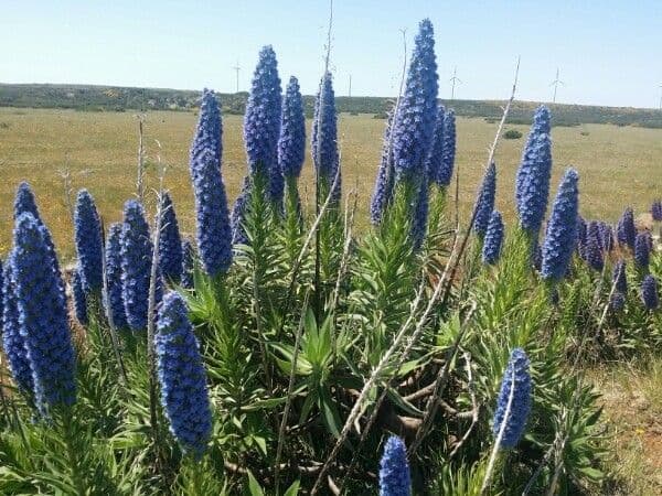 Echium di Madeira 9