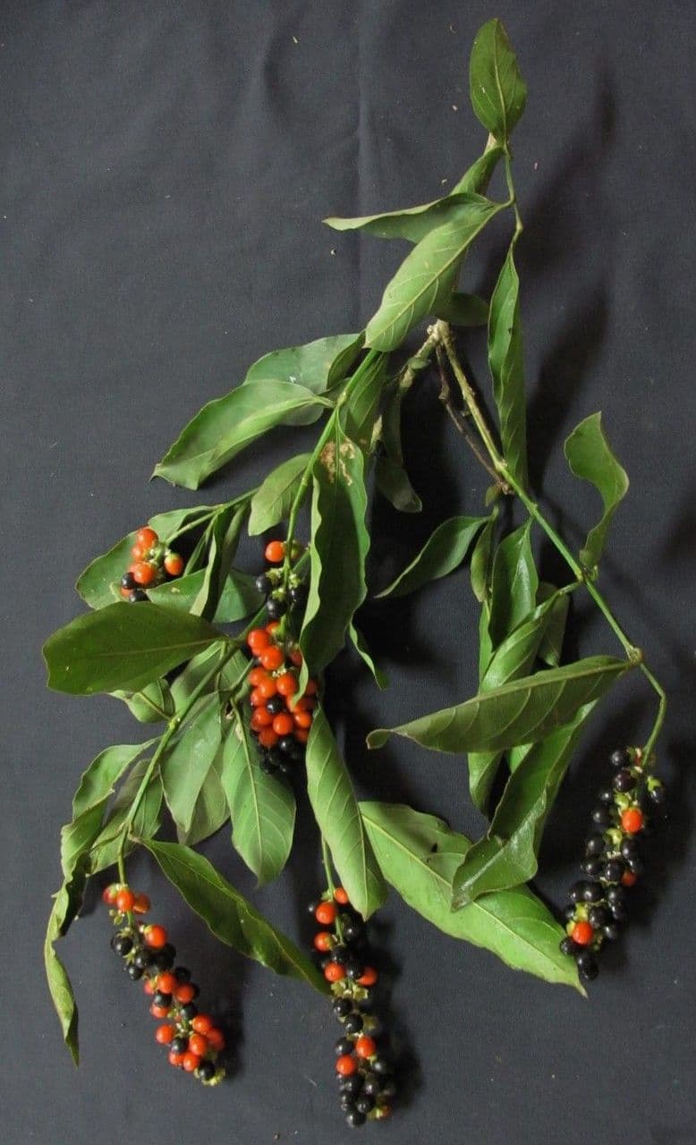 Citharexylum 9