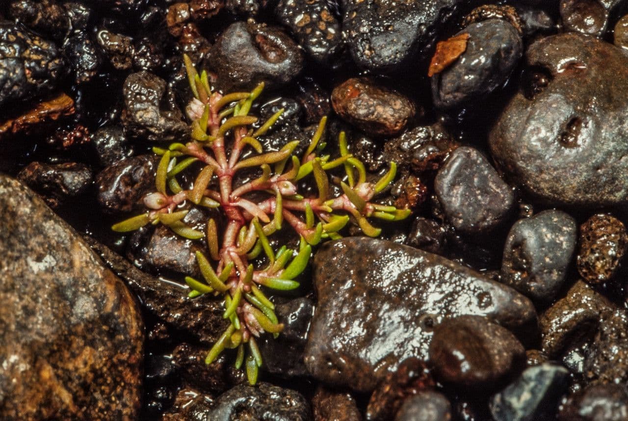 Crassula acquatica 2