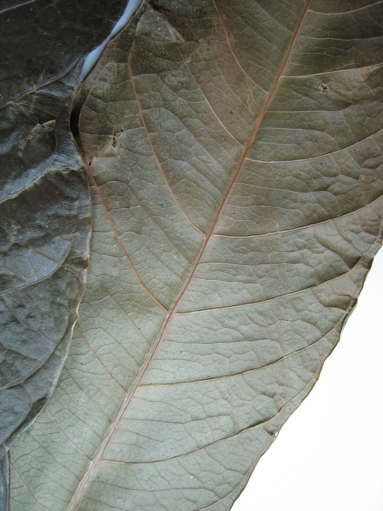 Erythrochiton 6
