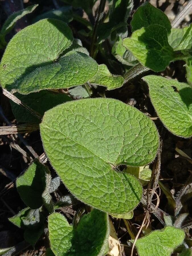 Brunnera macrophylla 15