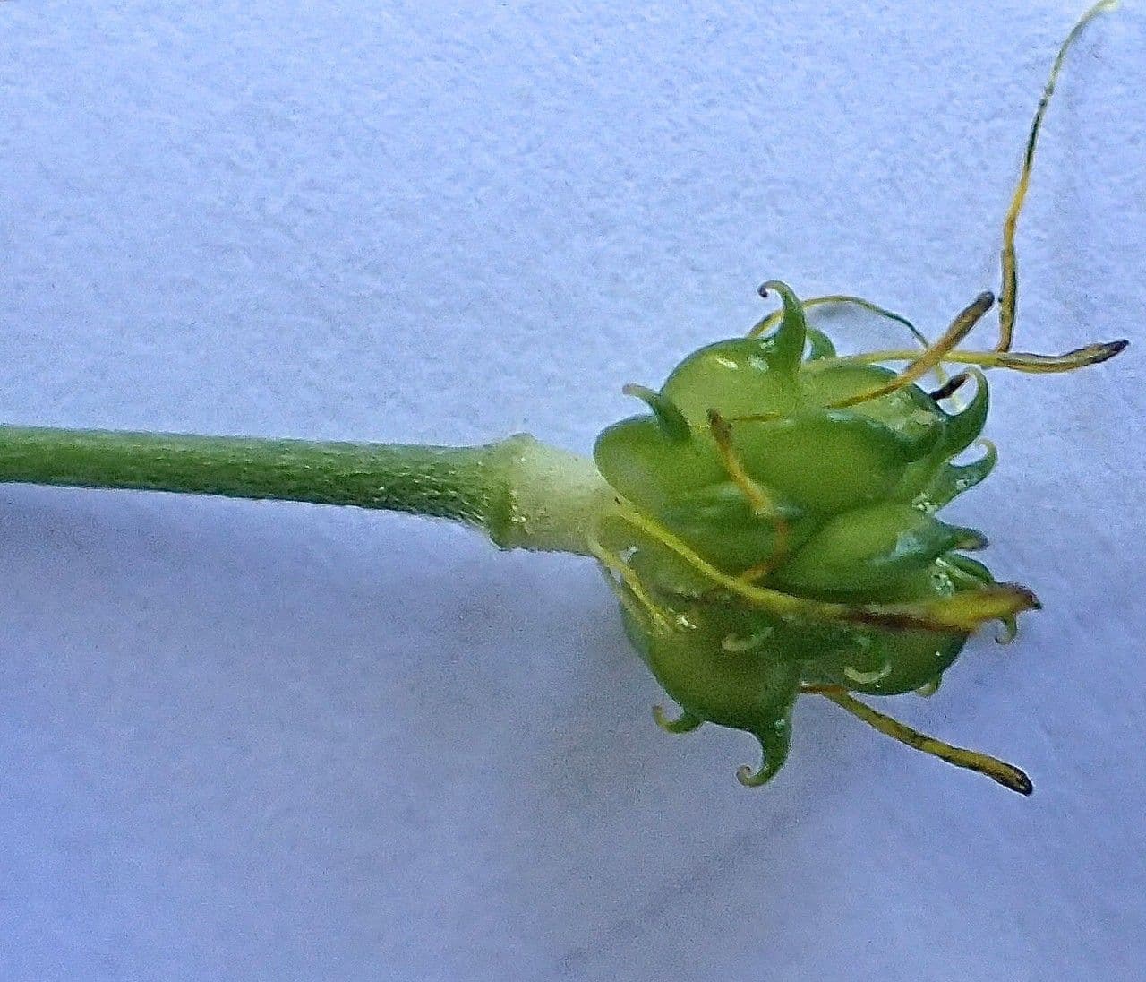 Ranunculus aduncus 4