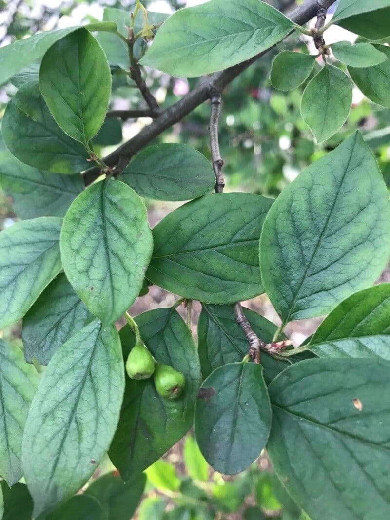 Cotonéaster de Moupin 4