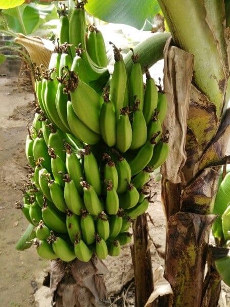 Bananovník“, “ 5