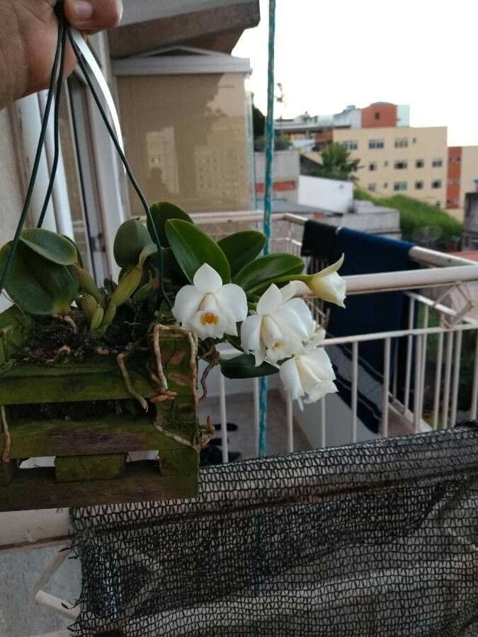 Cattleya