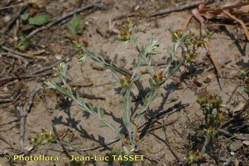 Filago lutea 7