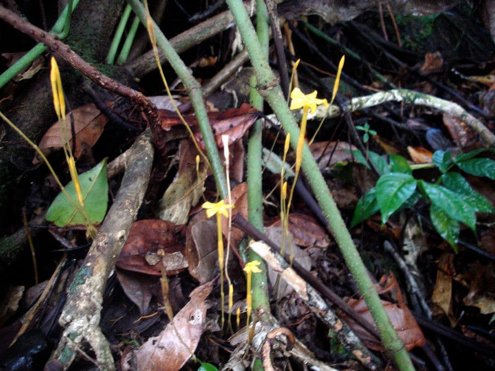 Voyria 4