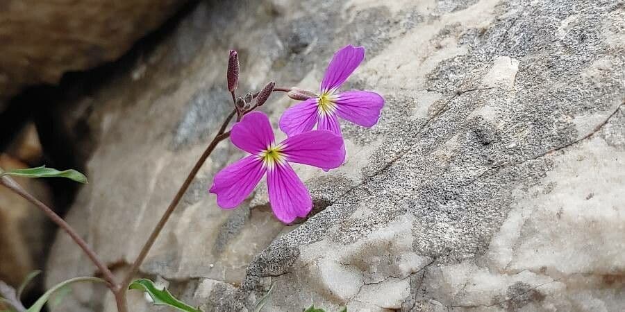 Malcolmia 2