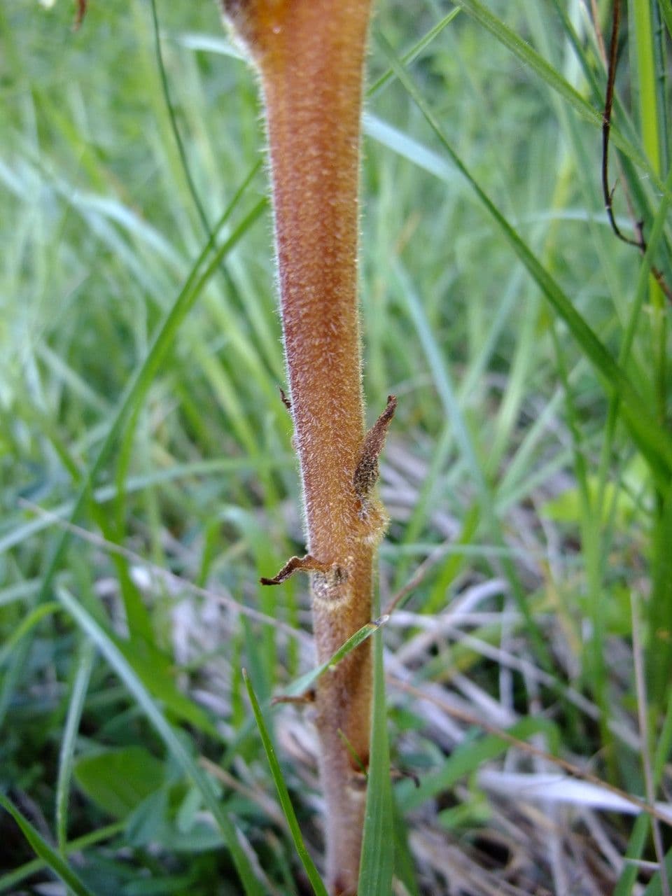 Orobanche gialla 14
