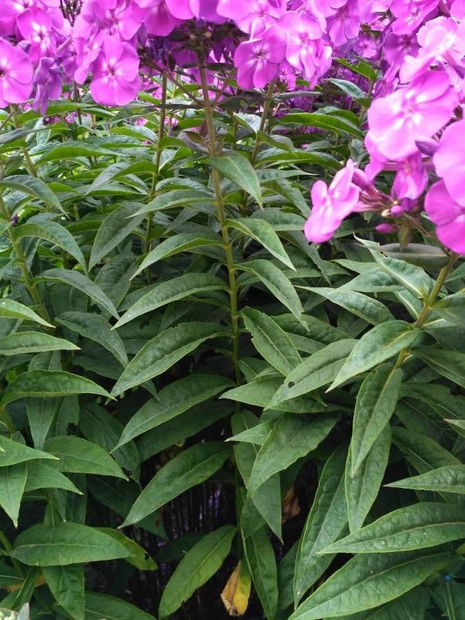 Gefleckte Phlox 6