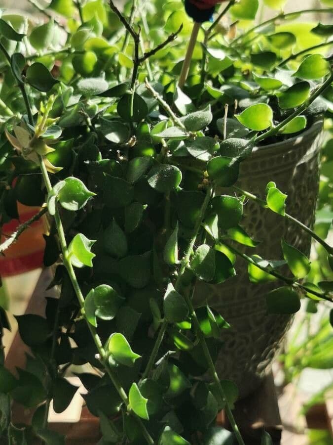 Dischidia ruszczykowata 9