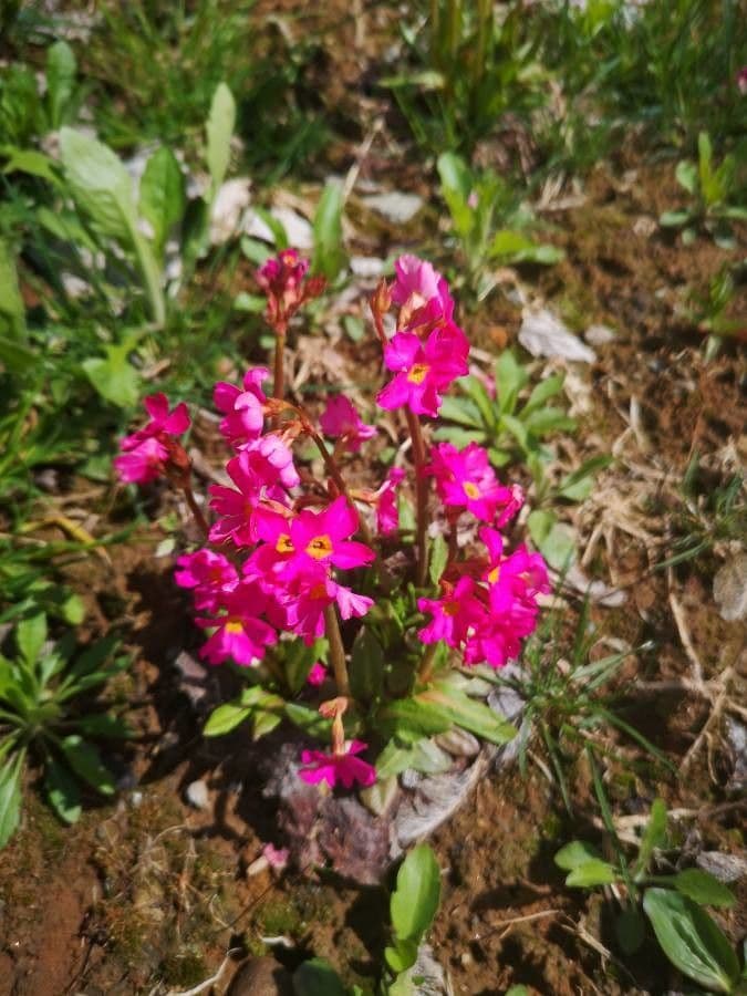 Primula 3