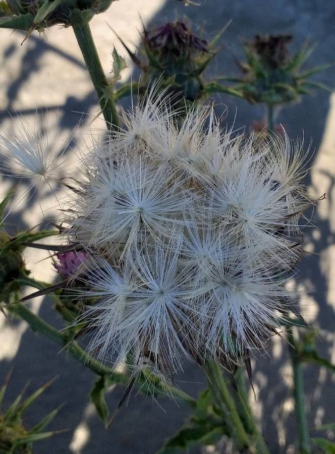 Mariendistel 4