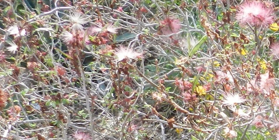 Fairy-duster 11